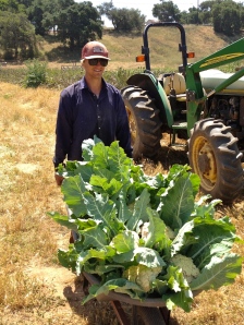 Farmer with wheelbarrow full of freshly picked cauliflower